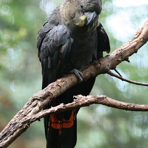 Glossy Black Cockatoo