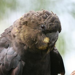 Glossy Black Cockatoo