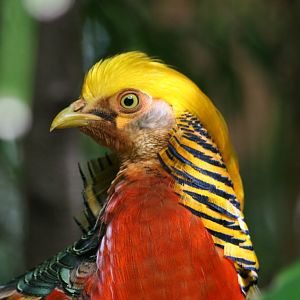 Golden Pheasant male