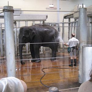 Hosing down the elephants