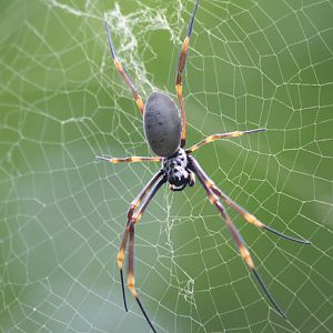 Golden Orbweaving Spider