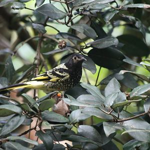 Regent Honeyeater