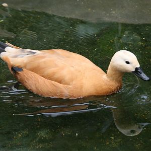 Ruddy Shelduck