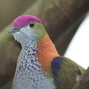 Superb Fruit Dove (aka Purple-crowned Pigeon)
