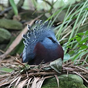 Victoria Crowned Pigeon