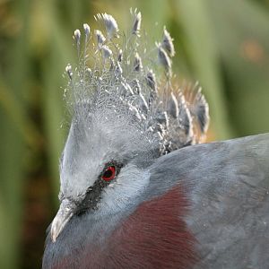 Victoria Crowned Pigeon