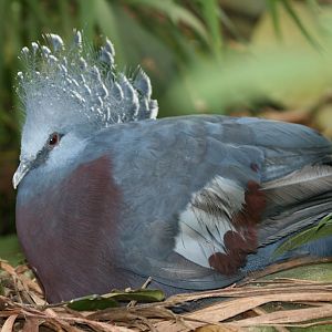 Victoria Crowned Pigeon