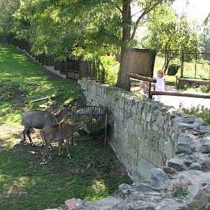 Wroclaw Zoo 2008 - Nilgai