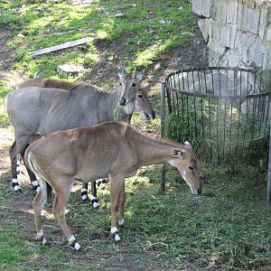 Wroclaw Zoo 2008 - Nilgai