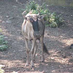 Wroclaw Zoo 2008 - Eastern White-bearded Wildebeest