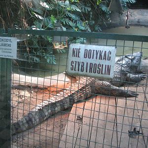 Wroclaw Zoo 2008 - Siamese Crocodile in the Crocodile House