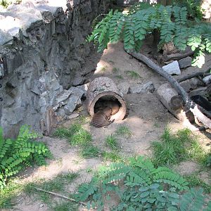Wroclaw Zoo 2008 - Banded Mongoose in an exhibit outside the Crocodile Hous