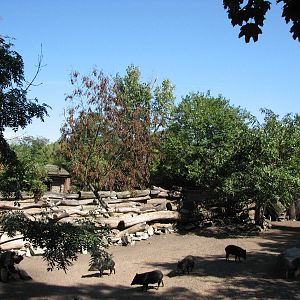 Wroclaw Zoo 2008 - Exhibit for Collared Peccary