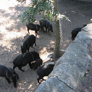 Wroclaw Zoo 2008 - Collared Peccary