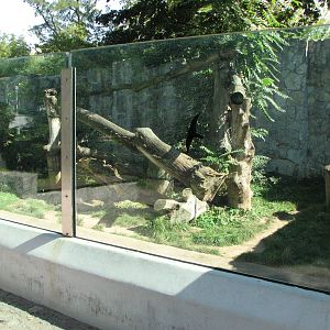 Wroclaw Zoo 2008 - Spectacled Bear exhibit
