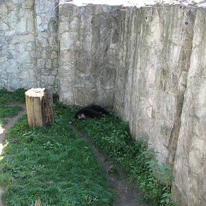 Wroclaw Zoo 2008 - Spectacled Bear sleeping
