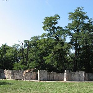 Wroclaw Zoo 2008 - Giraffe exhibit