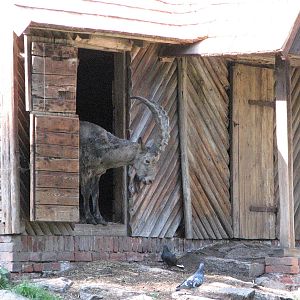 Wroclaw Zoo 2008 - Siberian Ibex