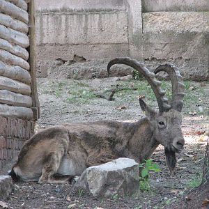 Wroclaw Zoo 2008 - A fine Siberian Ibex buck