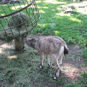 Wroclaw Zoo 2008 - Young Siberian Ibex