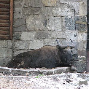Wroclaw Zoo 2008 - Mishmi Takin