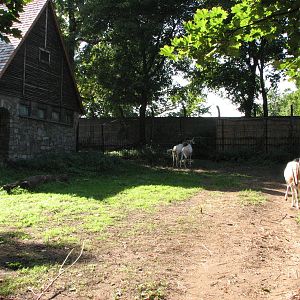 Wroclaw Zoo 2008 - Scimitar-Horned Oryx exhibit