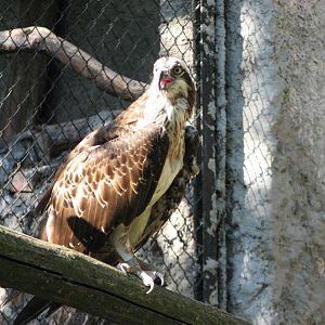 Wroclaw Zoo 2008 - Osprey