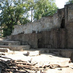 Wroclaw Zoo 2008 - Baboon Rock