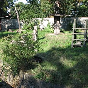 Wroclaw Zoo 2008 - Chimpanzee exhibit