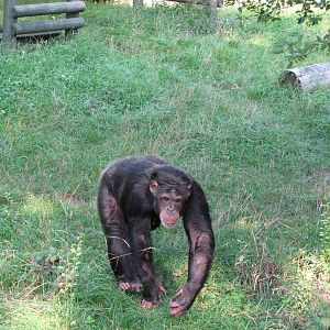 Wroclaw Zoo 2008 - Chimpanzee