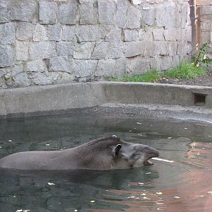 Wroclaw Zoo 2008 - Brazilian Tapir cooling itself