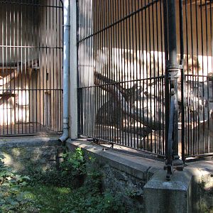Wroclaw Zoo 2008 - Old Lion House cages