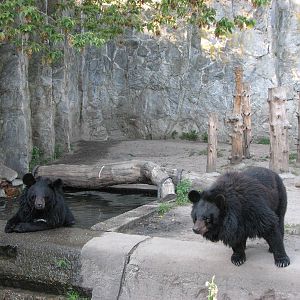 Wroclaw Zoo 2008 - Asiatic Black Bear exhibit