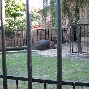 Wroclaw Zoo 2008 - Common Hippopotamus comes out of the water
