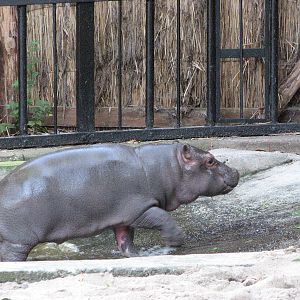 Wroclaw Zoo 2008 - And a little bundle of joy follows its mother in for the