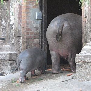 Wroclaw Zoo 2008 - Hippopotamus mother and calf go in for the night