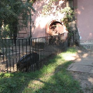 Wroclaw Zoo 2008 - Small Pygmy Hippopotamus exhibit
