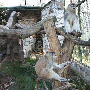 Wroclaw Zoo 2008 - Patas Monkey enclosure