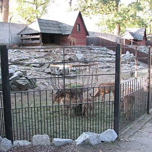 Wroclaw Zoo 2008 - Barbary Sheep exhibit