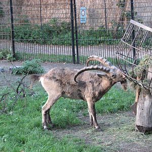 Wroclaw Zoo 2008 - Siberian Ibex