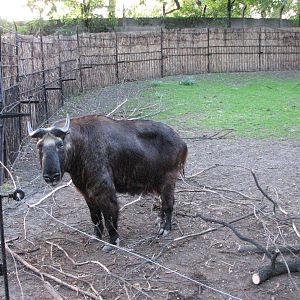 Wroclaw Zoo 2008 - Mishmi Takin