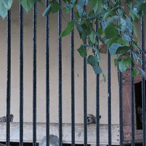 Wroclaw Zoo 2008 - Puma and her two cubs