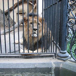 Wroclaw Zoo 2008 - Majestic look of the King of Beasts even if behind bars