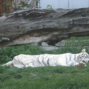 Wroclaw Zoo 2008 - White tiger sleeping