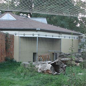 Wroclaw Zoo 2008 - Siberian Tiger exhibit