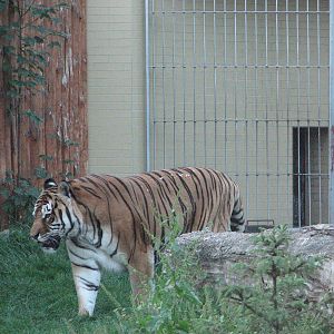 Wroclaw Zoo 2008 - Siberian Tiger