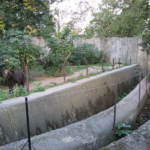Wroclaw Zoo 2008 - Different Brown Bear exhibit