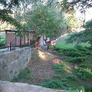 Wroclaw Zoo 2008 - Defassa Waterbuck exhibit