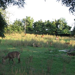 Wroclaw Zoo 2008 - Defassa Waterbuck exhibit