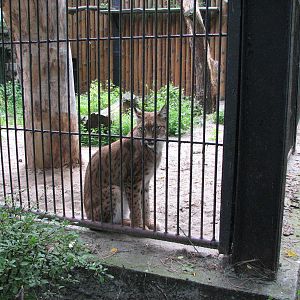 Wroclaw Zoo 2008 - Northern Lynx